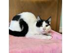 Adopt Gianna--In Foster a Domestic Short Hair