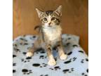 Adopt Jasmine--In Foster***ADOPTION PENDING*** a Domestic Short Hair