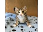 Adopt Daisy--In Foster***ADOPTION PENDING*** a Domestic Short Hair