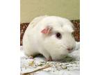 Adopt Angel (trio To Butterfly & Quest) a Guinea Pig