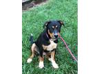 Adopt Joelle Dixon a Greater Swiss Mountain Dog