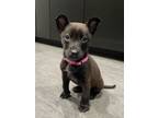 Adopt Pip Lonestar a Patterdale Terrier / Fell Terrier