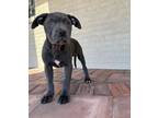 Adopt Betsy a Pit Bull Terrier
