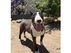 Adopt PEGGY a Bull Terrier, Mixed Breed