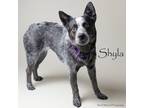Adopt Shyla a Australian Cattle Dog / Blue Heeler, Mixed Breed