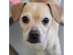 Adopt Wednesday a Mixed Breed