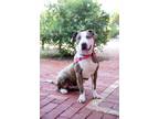 Adopt Zia a Pit Bull Terrier