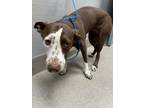 Adopt EDITH a Pit Bull Terrier, Mixed Breed