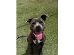 Adopt FIONA a Pit Bull Terrier