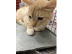 Adopt BUTTERS a Domestic Short Hair