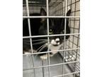 Adopt WEDNESDAY a Domestic Short Hair