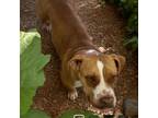 Adopt Sally a Mixed Breed, Pit Bull Terrier