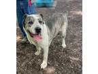 Adopt Patches a Shepherd