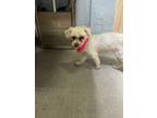 Adopt Helena a Poodle, Mixed Breed