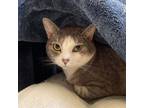 Adopt Ebony a Domestic Short Hair