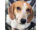 Adopt Posie a Beagle