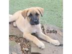 Adopt Darby a Anatolian Shepherd