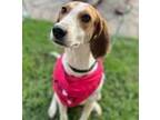 Adopt Pippa a Treeing Walker Coonhound