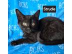 Adopt Strudle - Available soon a Domestic Short Hair