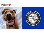Adopt PEGGY a Pit Bull Terrier