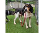 Adopt Mabel a Coonhound, Mixed Breed