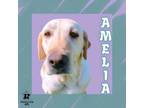Adopt Amelia a Mixed Breed