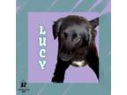 Adopt Lucy a Mixed Breed