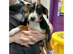Adopt Stella a Jack Russell Terrier, Mixed Breed