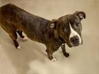 Adopt PHOEBE a American Staffordshire Terrier, Mixed Breed