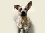 Adopt SPENCER a Australian Cattle Dog / Blue Heeler, Mixed Breed