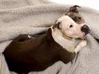 Adopt MAZE a Pit Bull Terrier