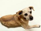 Adopt BONNIE a Parson Russell Terrier, Mixed Breed