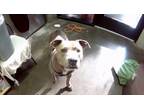 Adopt LILO a Pit Bull Terrier, Mixed Breed
