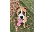 Adopt ROXY a Boxer, Mixed Breed