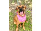 Adopt Clementine a Boxer, Mixed Breed