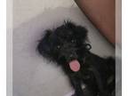 ShihPoo PUPPY FOR SALE ADN-791709 - House dog