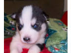 Siberian Husky PUPPY FOR SALE ADN-791775 - 4 week old Siberian husky puppy
