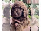 Poodle (Standard) PUPPY FOR SALE ADN-791837 - AKC Standard Poodle puppies