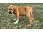 Adopt Cake Pop a Mixed Breed