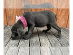 Labrador Retriever PUPPY FOR SALE ADN-791871 - Sweet Ava
