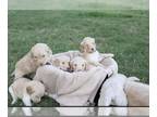 Goldendoodle PUPPY FOR SALE ADN-791872 - Meet the Sopranos