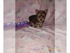 Yorkshire Terrier PUPPY FOR SALE ADN-791873 - Yorkie puppies
