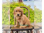Golden Retriever PUPPY FOR SALE ADN-791875 - Golden Retriever puppies