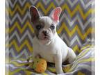 French Bulldog PUPPY FOR SALE ADN-791876 - Snow Queen Fluffy Carrier