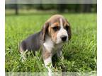Beagle PUPPY FOR SALE ADN-791879 - Paisley
