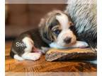 Beagle PUPPY FOR SALE ADN-791880 - Stella