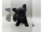 French Bulldog PUPPY FOR SALE ADN-791881 - Fluffy French Bulldog