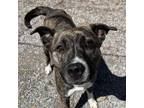 Adopt Topaz a Pit Bull Terrier, Mixed Breed