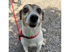Adopt Marilyn a Jack Russell Terrier