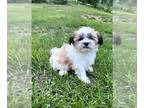 Zuchon PUPPY FOR SALE ADN-791894 - Teddy Bear puppies